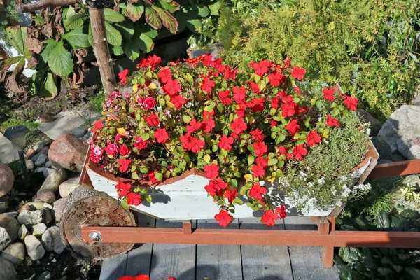 Разнообразные Летние Красные Цветы Растут Деревенском Подстилке — стоковое фото