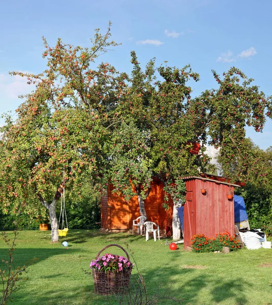 残りの緑の芝生の上の果物のリンゴの木の近くの庭農村木製トイレ — ストック写真
