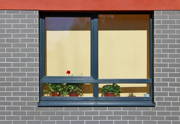 Des Fleurs Intérieur Géranium Prennent Vie Sur Fenêtre Immeuble Résidentiel — Photo