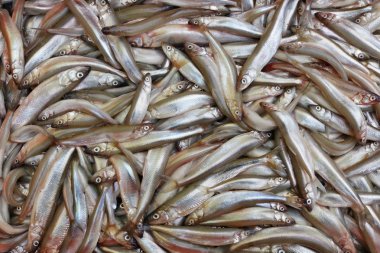 Taze deniz yem balık arka plan kavurma için hazırlanır