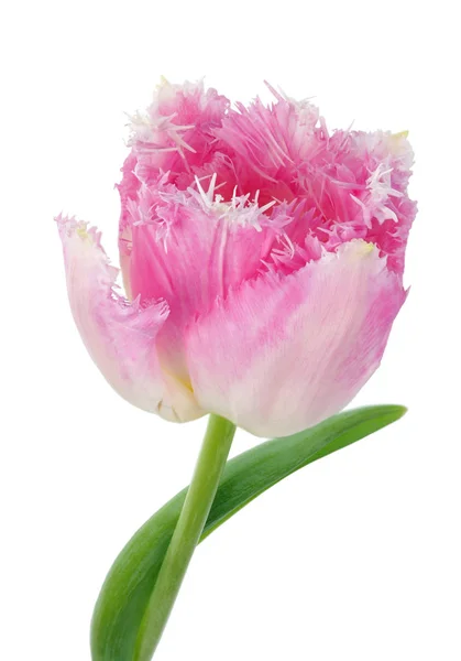 One real pink terry spring tulips flowers head isolated macro — Stock Photo, Image