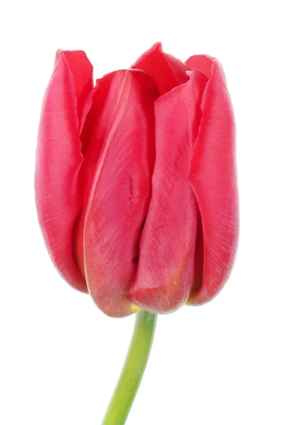 Одна справжня червона весняна голова тюльпанів ізольована макрос — стокове фото