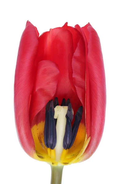 Seção transversal da cabeça de flor de tulipa de primavera vermelha isolada macro — Fotografia de Stock