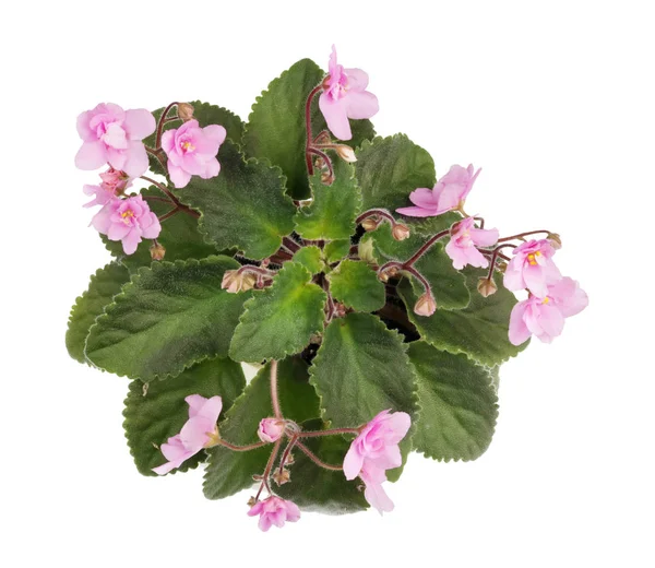 Indoor spring pink Violets flowers bush  isolated — Stock Photo, Image