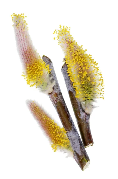 Wiosenna gałąź marca z kwitnącymi pączkami dzikich Willow Tree Isol — Zdjęcie stockowe