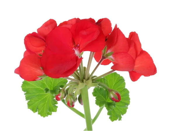 Idealna Ulubiona roślina wewnętrzna-geranium czerwony kwiat otręby — Zdjęcie stockowe
