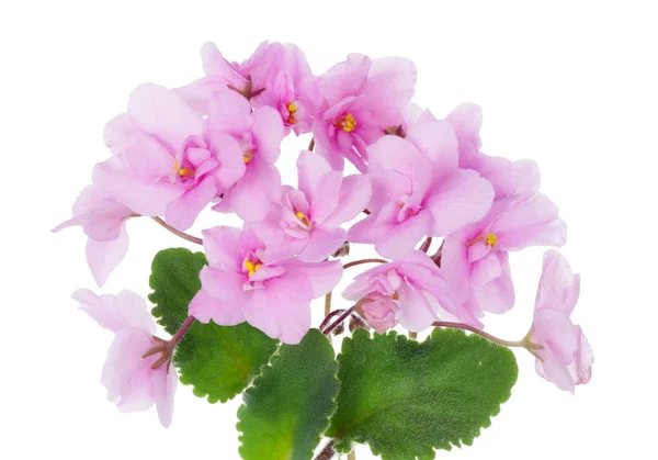 Indoor spring pink Violets  flowers and  leaves  isolated macro — Stock Photo, Image