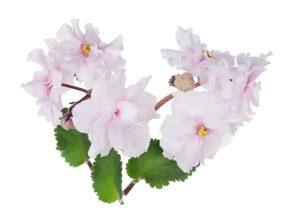 Indoor Easter spring white  Violets  flowers and  leaves isolate — Stock Photo, Image