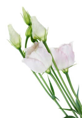 Kapalı Paskalya bahar ışık pembe karanfil çiçekler ve yaprakları 