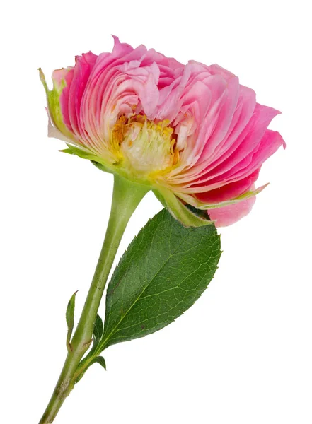 Inner vertical cut of spring Easter  bud of a  pink  rose  flowe — Stock Photo, Image