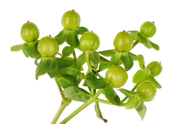 Detta är en gräs bevuxen växt med små gröna bär-Nightshade för — Stockfoto