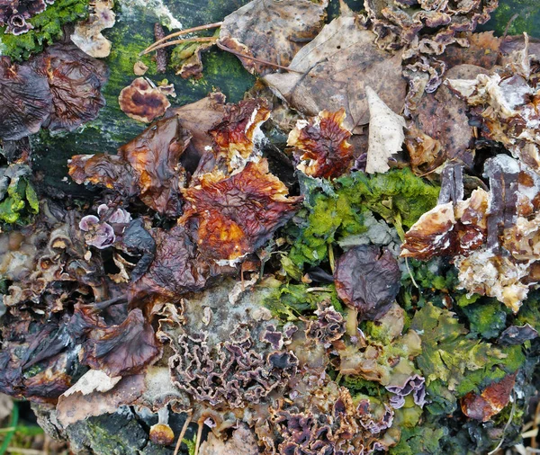 Fragmento de cubierta de suelo de bosque natural con musgo, conos, hongos — Foto de Stock