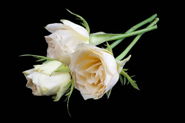 Three dying sad roses lie on a black table isolated macro — Stock Photo, Image