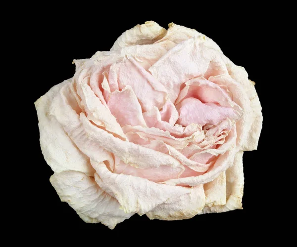 Dead  dying sad white rose flower isolated on black macro — Stock Photo, Image