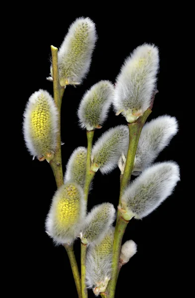 Frühling April Zweige mit blühenden Knospen Wilde Weide Isolat — Stockfoto
