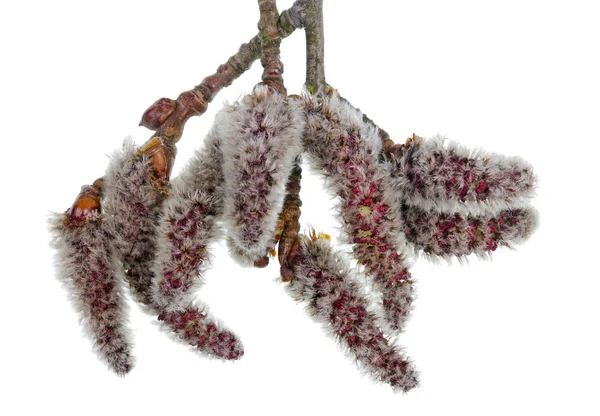 Primavera Abril ramitas con brotes florecientes Aislamiento de álamo silvestre — Foto de Stock