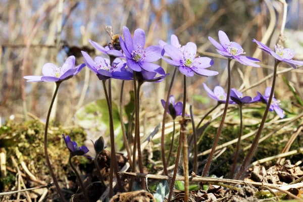 Eerste zachte blauwe bloemen is bloesem in het bos — Stockfoto