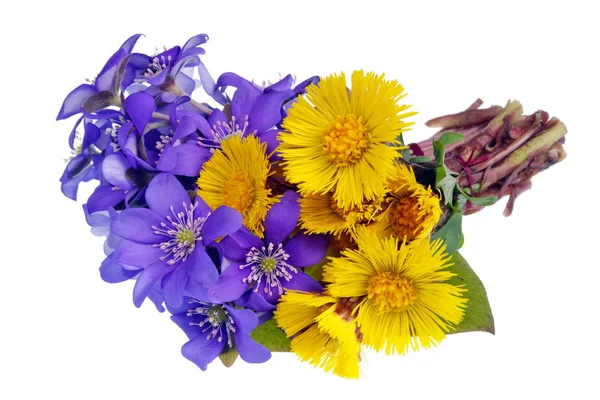 Bouquet da prime molle di foresta gentili fiore azzurro e giallo — Foto Stock