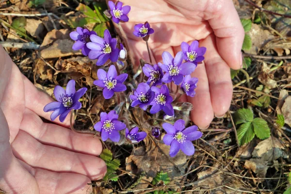 Una anciana sostiene suavemente una primera primavera floreciendo flo azul —  Fotos de Stock