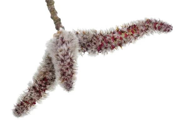 Spring April  twigs  with fluffy  flowering buds wild aspen tree — Stock Photo, Image