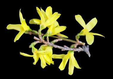 Bahar Nisan Forsythia çalı dalları sarı çiçekler makro i