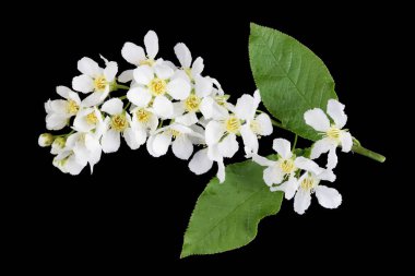 Ormanın beyaz bahar çiçekleri Vahşi Erik ağacı izole 