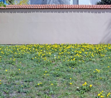 Çiçekli karahindiba ile bir tepe üzerinde kırmızı sıvalı yüksek tuğla duvar