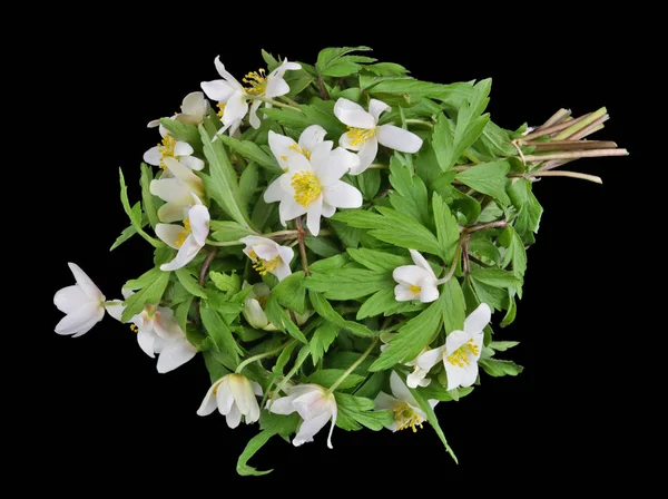 Bouquet da prime molle di foresta gentili fiocco di bucaneve bianco — Foto Stock