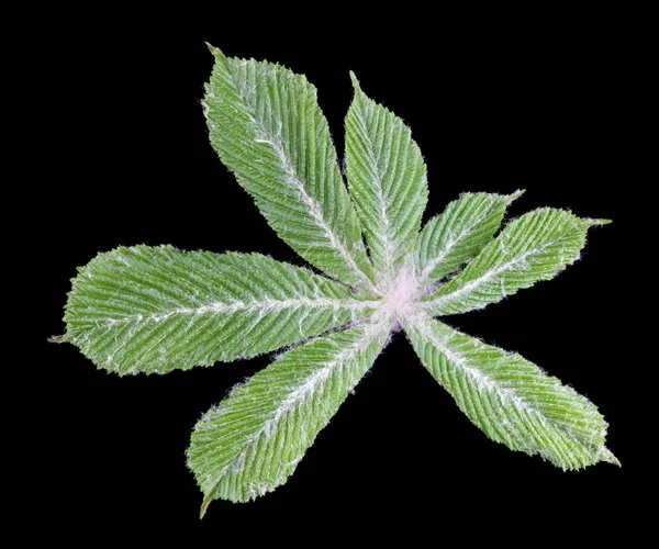 Het eerste jonge lente blad kastanje bedekt met beschermende WHI — Stockfoto