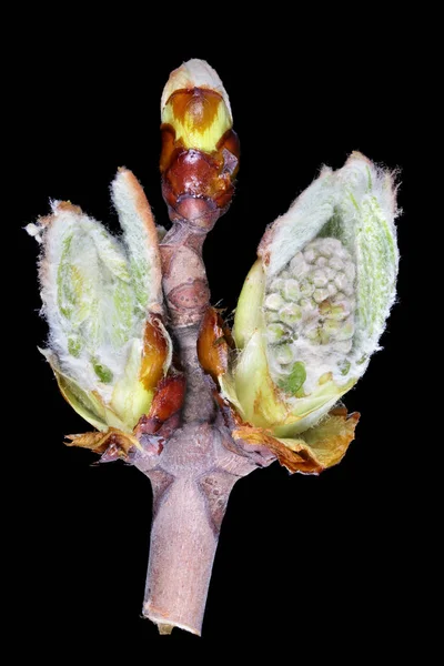 栗の木の断面の4月の春の芽が孤立 — ストック写真