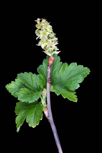 A branch of the spring April blossom garden  currant bush isolat — Stock Photo, Image