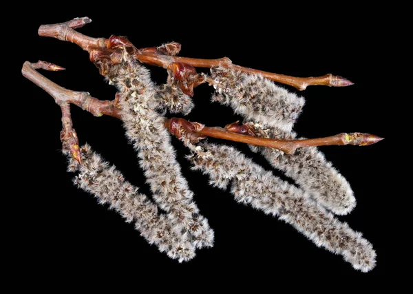 Jarní větvičky s kvetoucími poupy divokého Aldera jsou — Stock fotografie