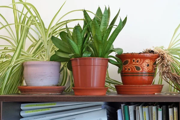 Grüne Topfblumen und Pflanzen wachsen auf dem Büroschrank — Stockfoto