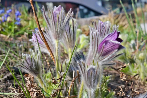 Las primeras flores de gotas de nieve shaggy florecieron en un claro del bosque — Foto de Stock