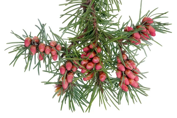 Pinheiros de cones florescentes de primavera vermelha de pinho em ramos com ne — Fotografia de Stock