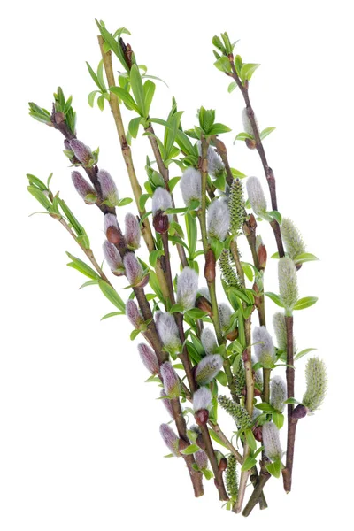 Ramoscelli fragili con boccioli delicati e foglie di varia primavera — Foto Stock