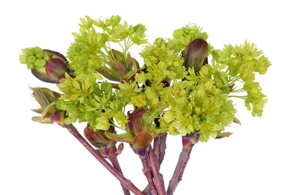 Die Zweige eines Frühlings april europäischen Ahorn gewöhnlichen Baum mit te — Stockfoto