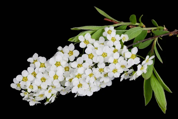 Flores brancas da flor da primavera da floresta Árvore de baga de pássaro isolada — Fotografia de Stock