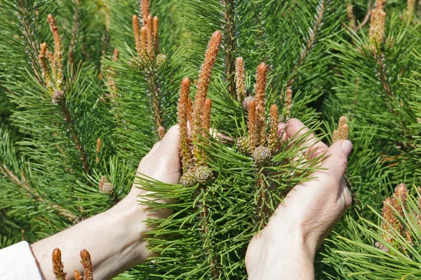 Een oudere vrouw houdt zachtjes in de hand een eerste lente Pine Tree — Stockfoto