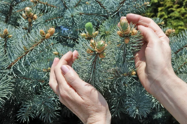 Una donna anziana tiene delicatamente in mano un primo abete blu primaverile — Foto Stock