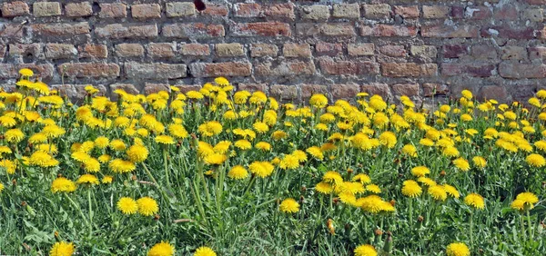 Rote verlassene alte Ziegelmauer auf einem Hügel mit blühendem Löwenzahn — Stockfoto