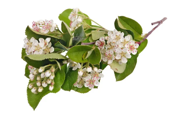 春天五月枝开花野生鸟樱桃树与白色 — 图库照片