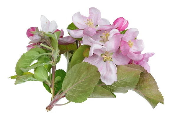 Primavera Mayo rama del manzano floreciente con blanco rosado pequeño — Foto de Stock