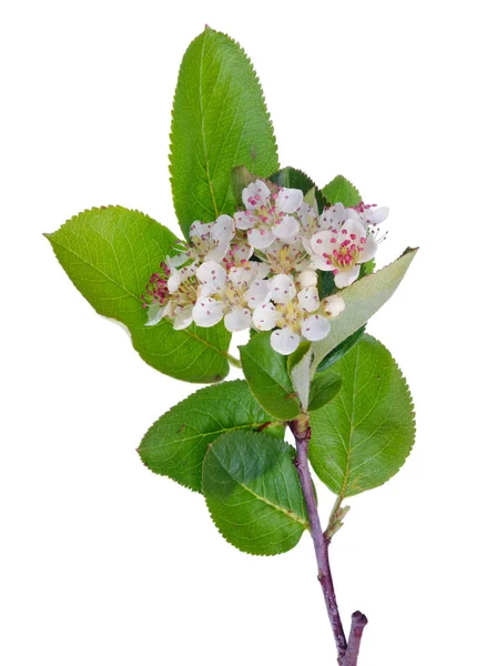 Spring May branch of blossoming wild Bird Cherry tree with white — Stock Photo, Image