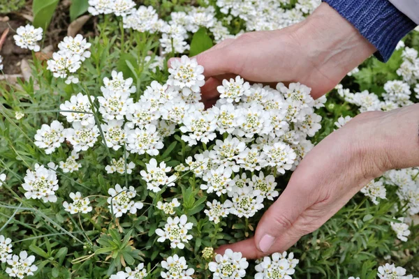 Een oudere vrouw houdt zachtjes in de hand een eerste lente witte Flo — Stockfoto