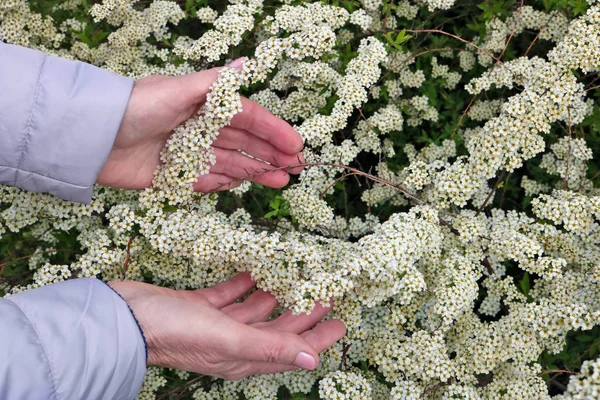 Una anciana sostiene suavemente en la mano una primera primavera spi blanca —  Fotos de Stock