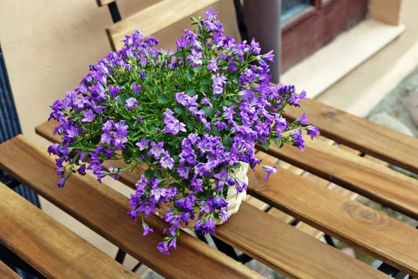 Flores violeta flor de primavera em vaso decorar uma rua vazia — Fotografia de Stock