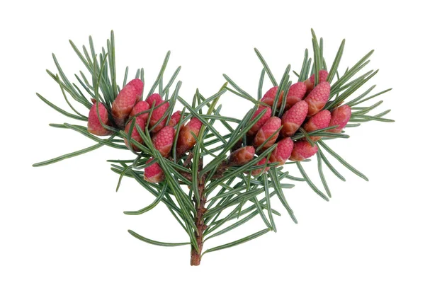 Os cones florescentes de abril vermelhos de pinheiro em ramos com n agudo — Fotografia de Stock