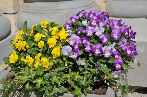 Primavera amarelo e azul Pansies florescer em um piso de concreto de rua — Fotografia de Stock