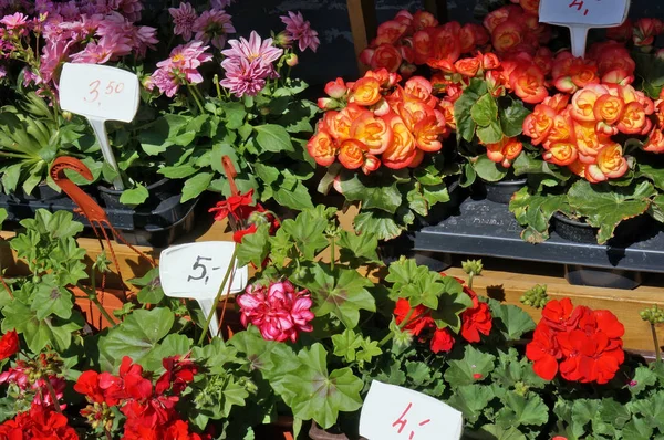 Begonias e gerânios são vendidos fora em um dia de primavera ensolarado . — Fotografia de Stock